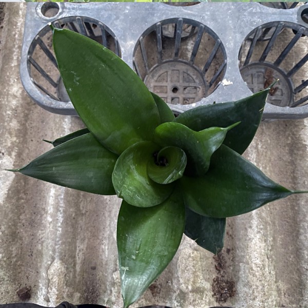 Sansevieria Black Dragon