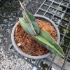 Sansevieria Ehrenbergii Banana