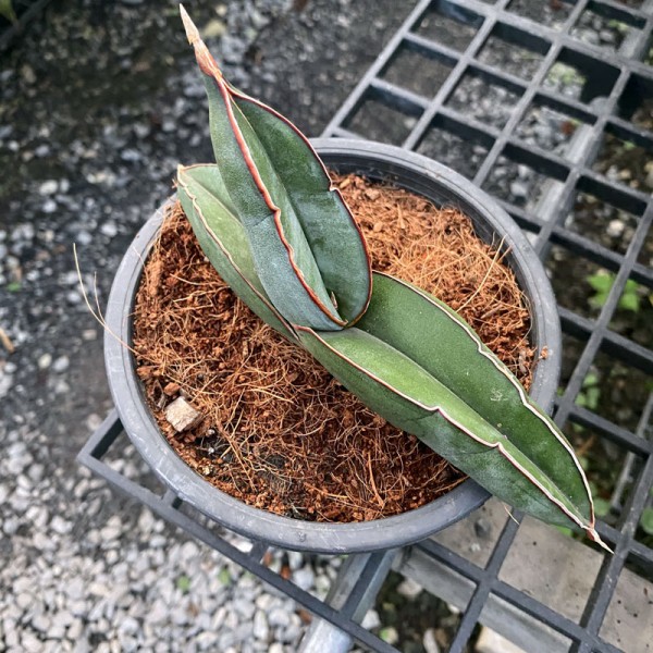 Sansevieria Ehrenbergii Banana