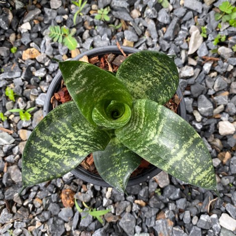 Sansevieria Trifasciata 'Silver Hahnii'