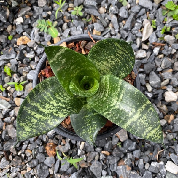 Sansevieria Trifasciata 'Silver Hahnii'