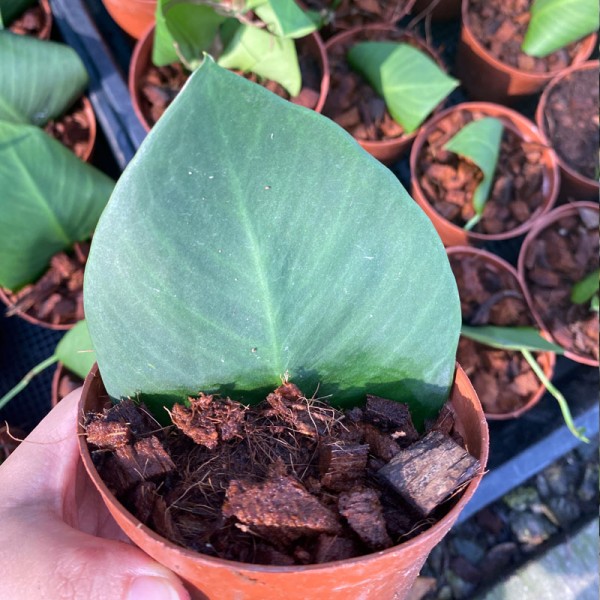 Scindapsus Jade Satin