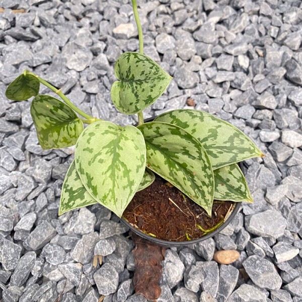 Scindapsus Pictus Silver Lady
