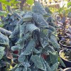 Scindapsus Pictus Silver Lady 