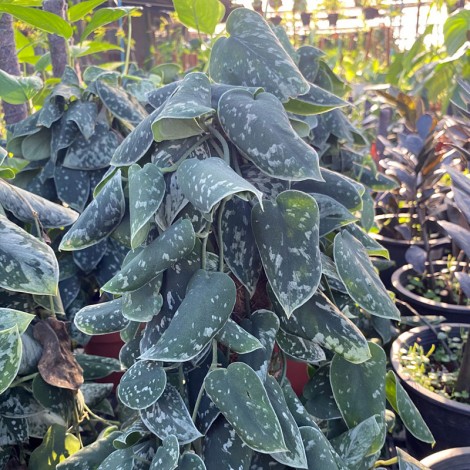 Scindapsus Pictus Silver Lady 