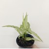 Syngonium Ngern Ji Lai Ma