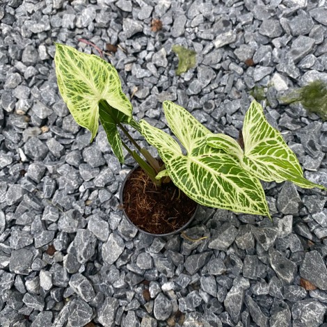 Syngonium Batik