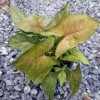Syngonium Christmas