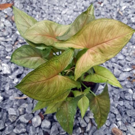 Syngonium Christmas