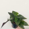 Syngonium Erythrophyllum