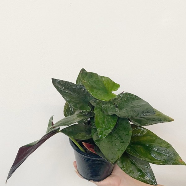 Syngonium Erythrophyllum