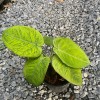 Syngonium Macrophyllum Frosted Heart