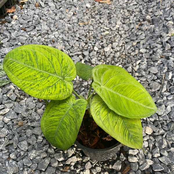 Syngonium Macrophyllum Frosted Heart