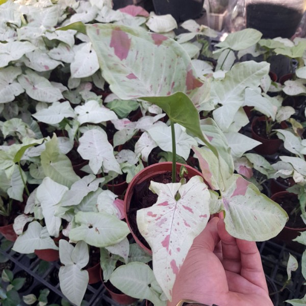 Syngonium Milk Confetti