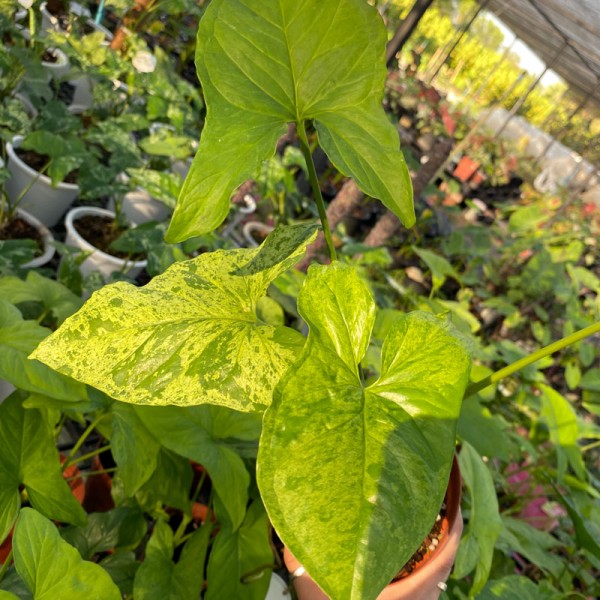 Syngonium Mojito