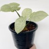 Syngonium Moonlight