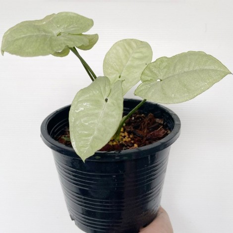 Syngonium Moonlight