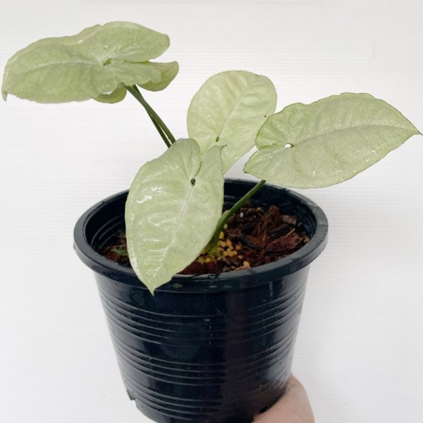 Syngonium Moonlight