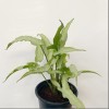 Syngonium Ngern Lai Ma