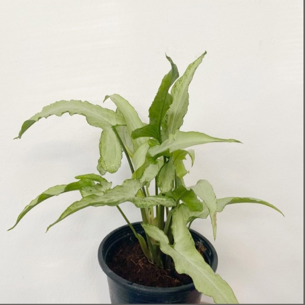 Syngonium Ngern Lai Ma