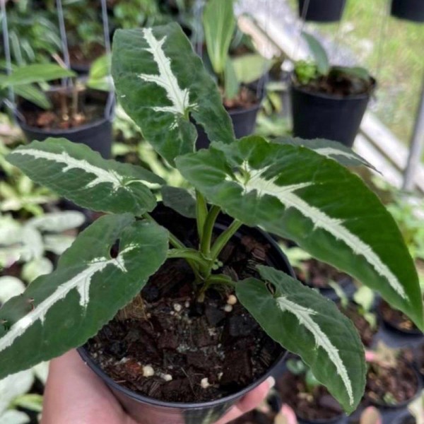 Syngonium O. Petch