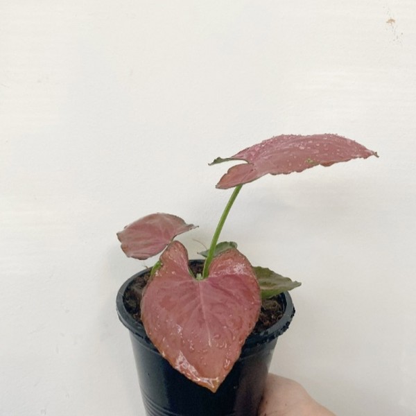 Syngonium Om Nak