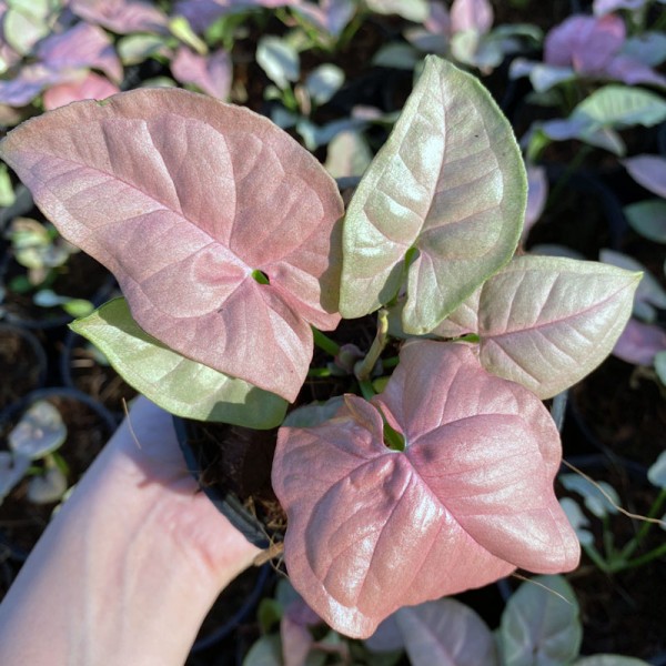 Syngonium Pink