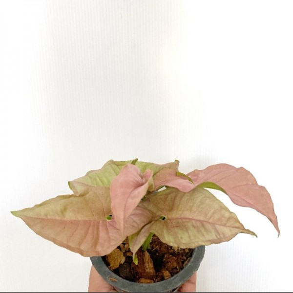 Syngonium Pink Allusion