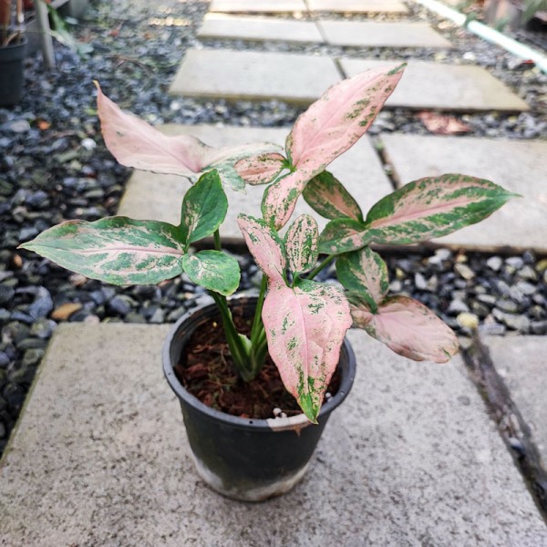 Syngonium Pink Flecked