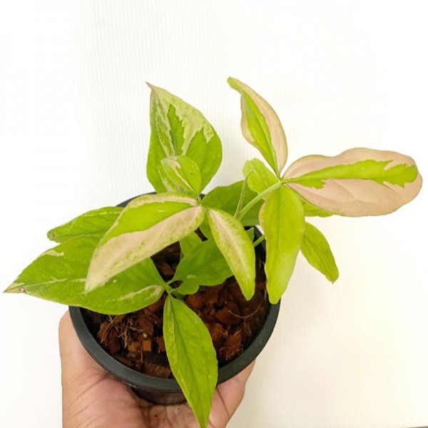 Syngonium Pink Splash