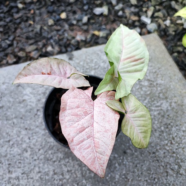 Syngonium Pink Spot (Small Size)