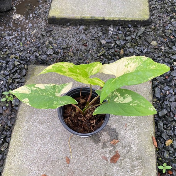 Syngonium Podophyllum Aurea Yellow Variegated