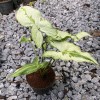 Syngonium Three Kings
