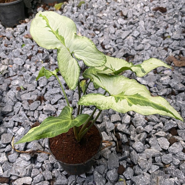 Syngonium Three Kings
