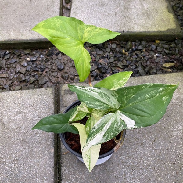 Syngonium White Knight Albo (Small)