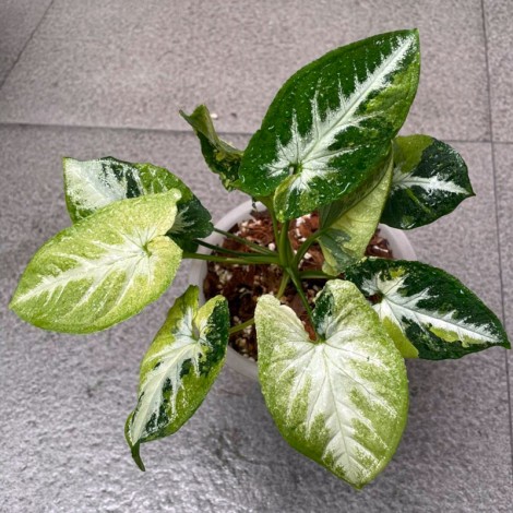Syngonium Scrambled Eggs (Medium)