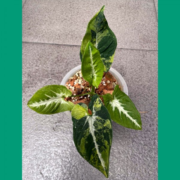 Syngonium Scrambled Eggs (Small)
