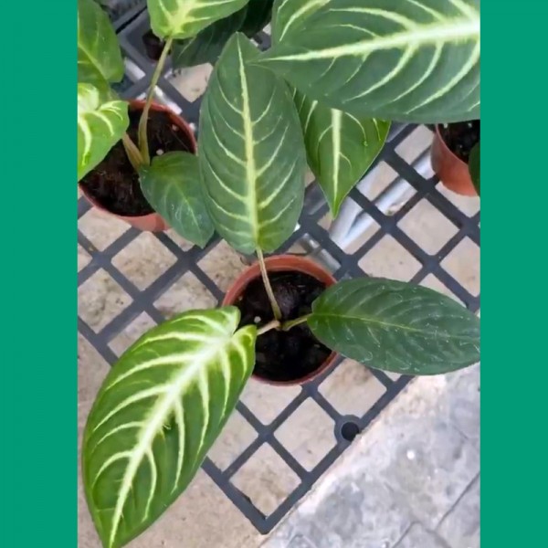 Xanthosoma Lindenii (Small)