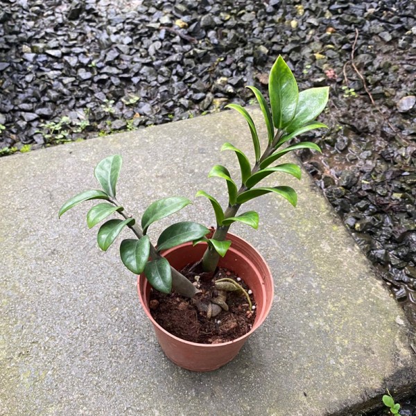 Zamioculcas Green Dwarf