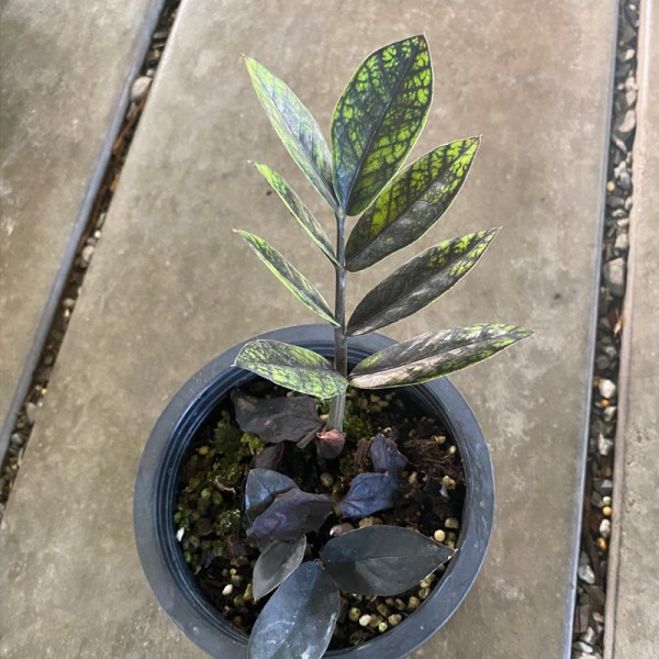Zamioculcas Zamiifolia Black (Small)