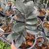 Zamioculcas Zamiifolia Black (Medium)