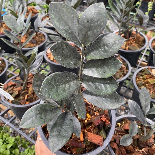 Zamioculcas Zamiifolia Black (Medium)