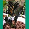 Zamioculcas Black Magic