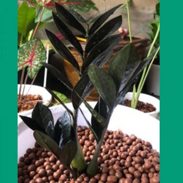 Zamioculcas Black Magic