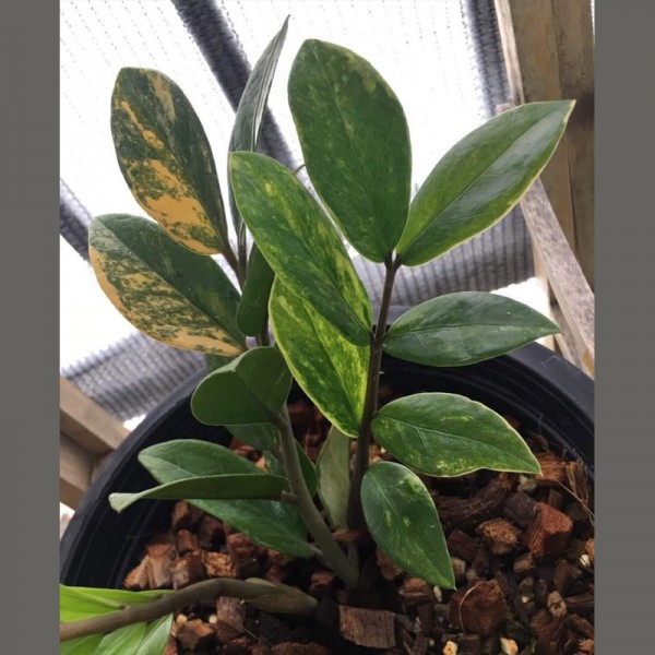 Zamioculcas Zamiifolia Variegated
