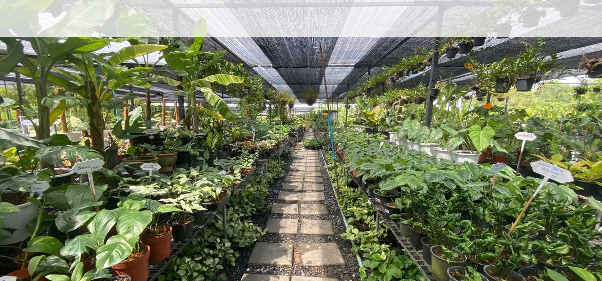 Thailand Aroid Nursery, Exporter, | & Retail Discount Offers