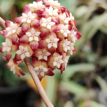 Hoya Plants from Thailand