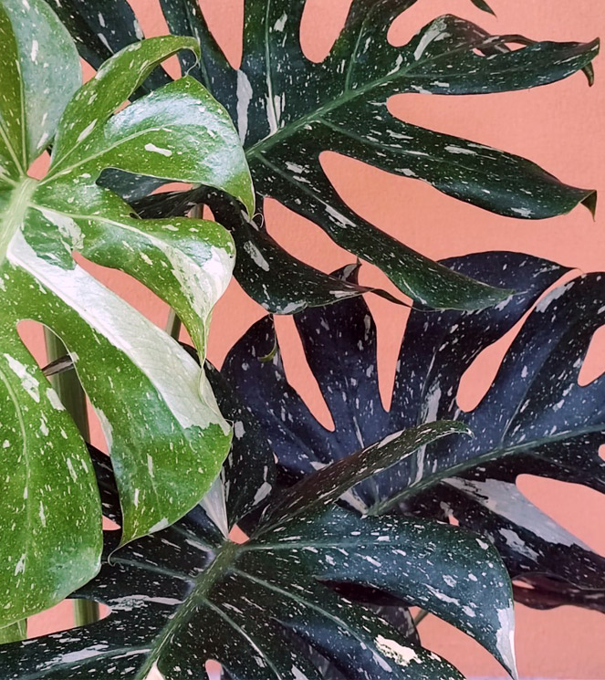 Monstera Plants from Thailand