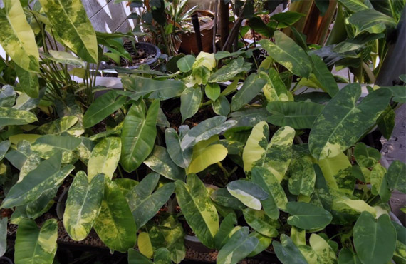 Philodendrons from Thailand